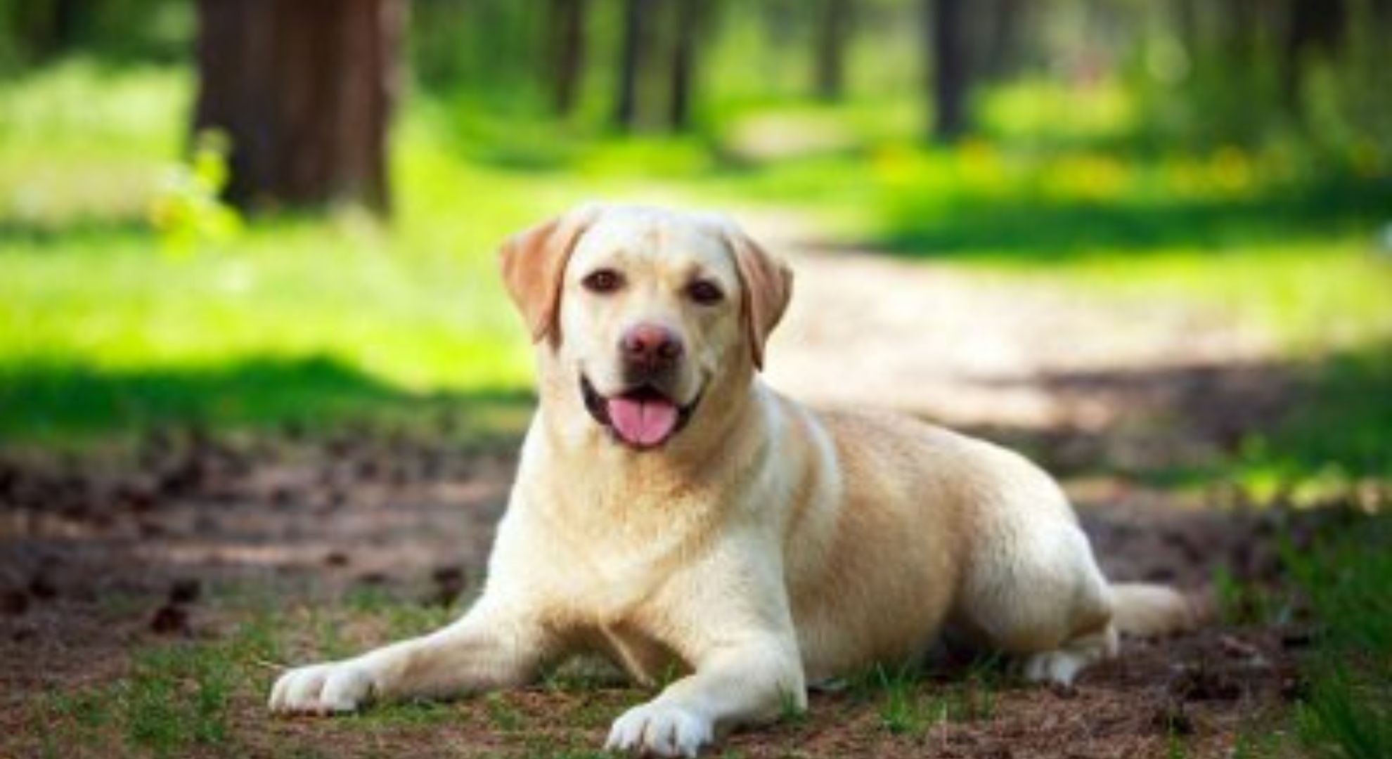 Ração para Labrador: As melhores marcas do mercado