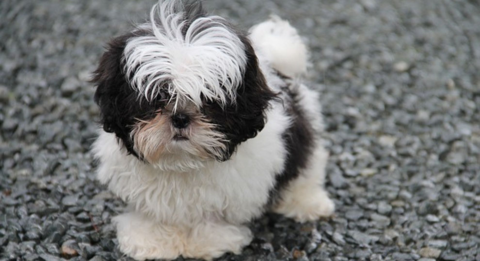 Ração para Shih Tzu: As melhores marcas do mercado