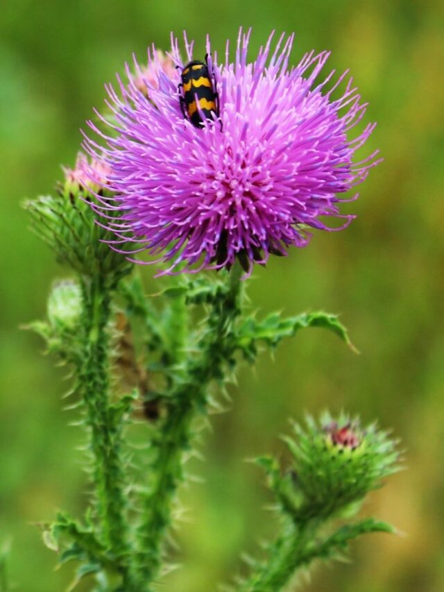 Cardo Mariano: Antioxidante Poderoso para o Corpo