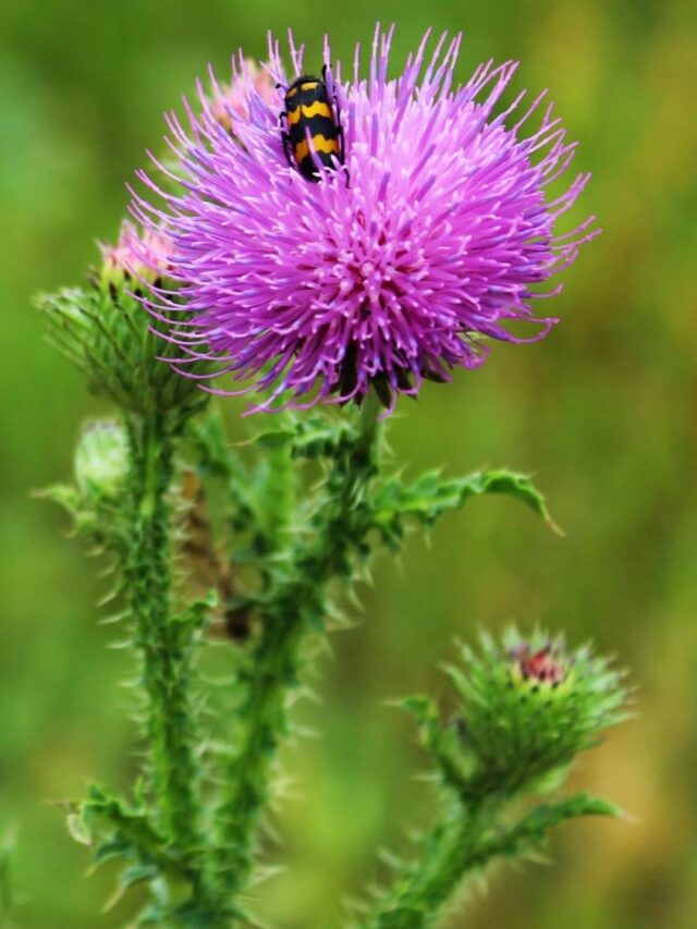 Cardo Mariano, o que é, para que serve e como tomar? Descubra Agora!
