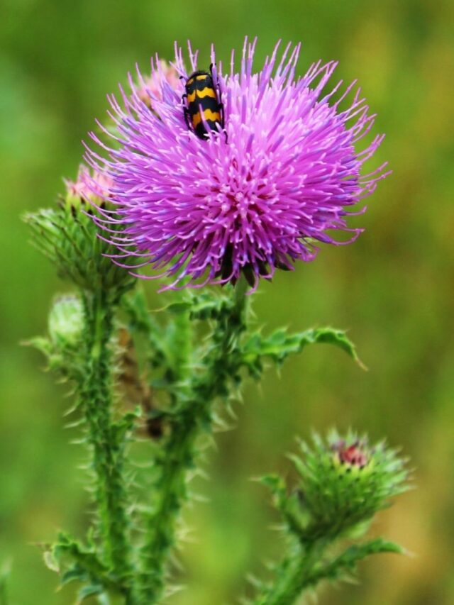 Cardo Mariano: Alivie o Fígado Naturalmente