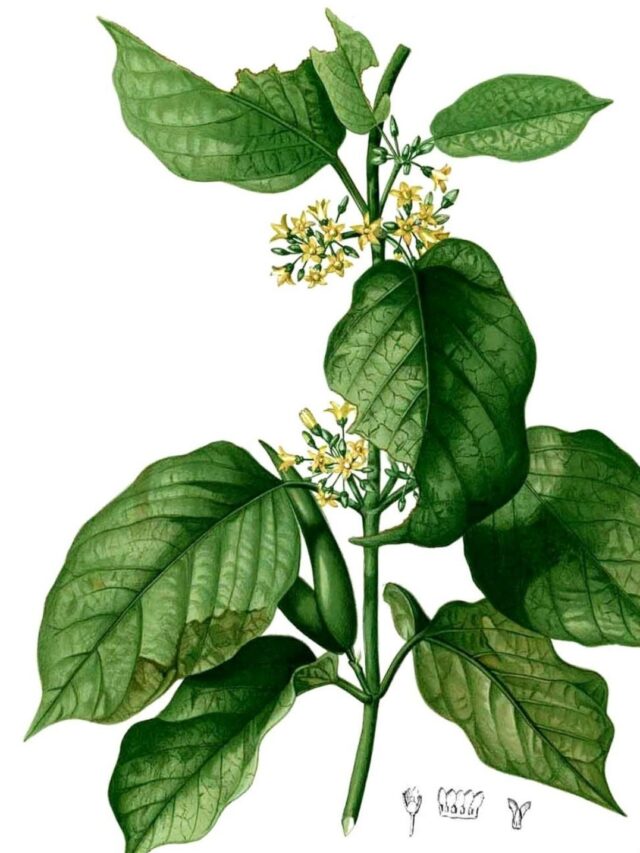 Gymnema Sylvestre: A Planta Destruidora de Açúcar