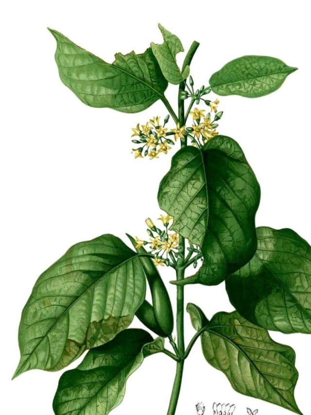 Vida Saudável? Comece com Gymnema Sylvestre!