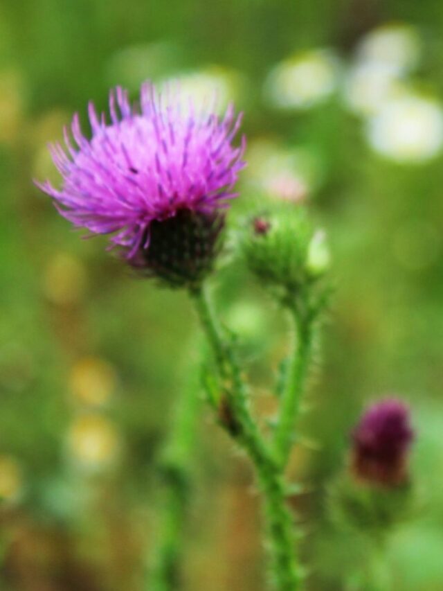 Cardo Mariano: A Cura do Fígado?