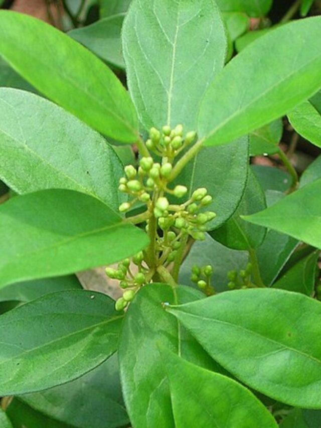Gymnema Sylvestre: Domine o Apetite por Doce!