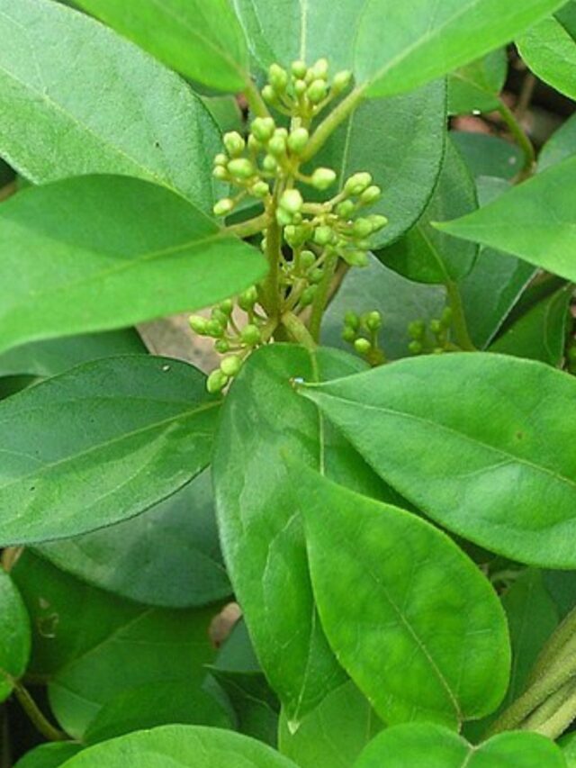 Adeus, Açúcar! Olá, Gymnema!