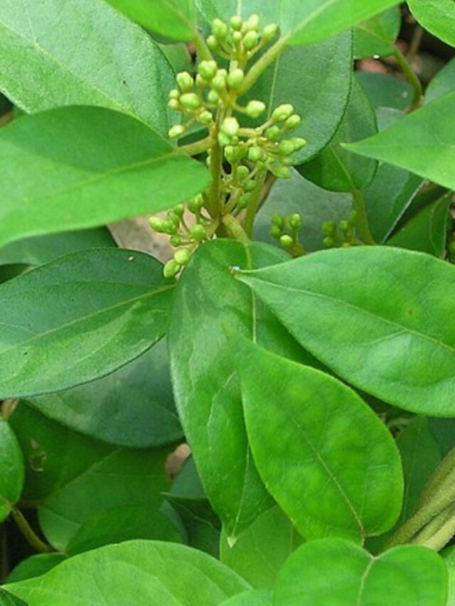 Gymnema Sylvestre emagrece? Descubra agora!