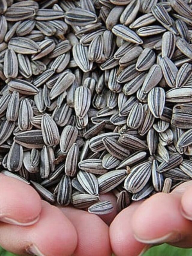 Semente de Girassol: Beleza de Dentro para Fora