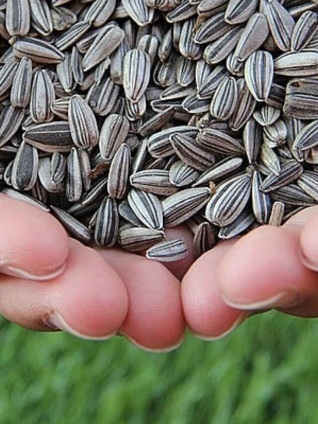 Semente de Girassol: Energia Natural!