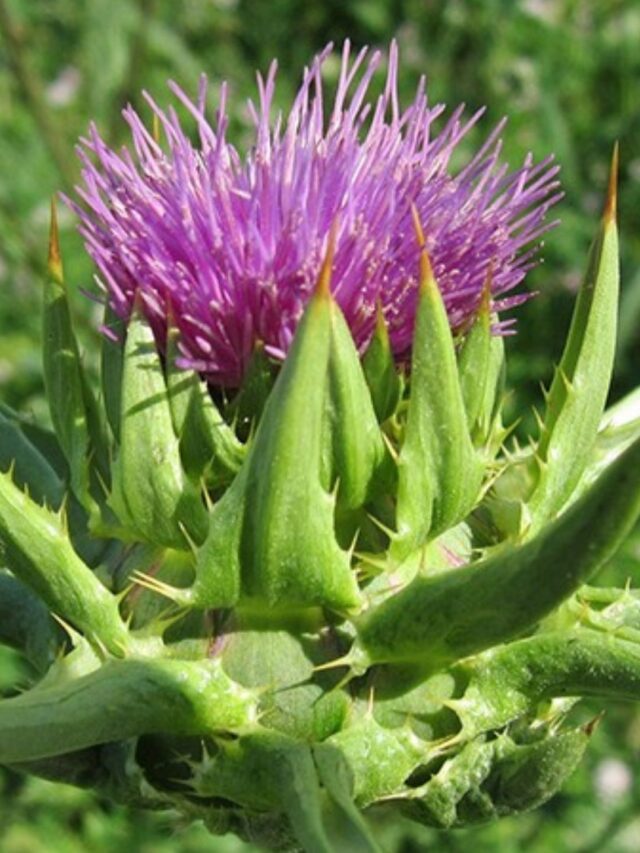 Silimarina: O Segredo do Cardo Mariano