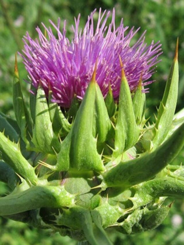 Benefícios Surpreendentes do Cardo Mariano!