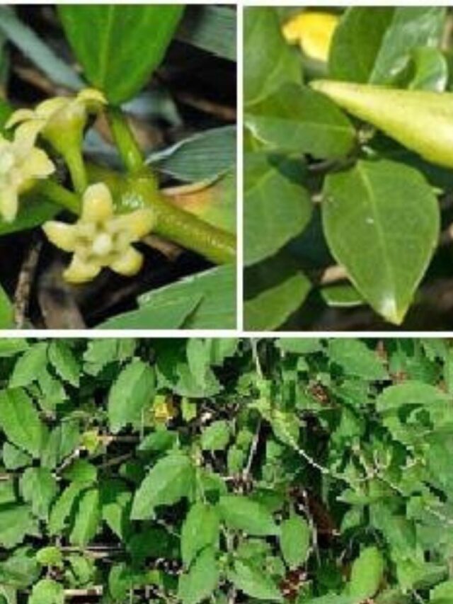 Açúcar? Nem pensar! Conheça a Gymnema!