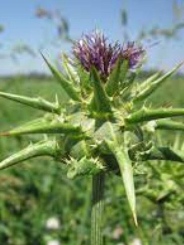 Proteja seu Fígado com Cardo Mariano