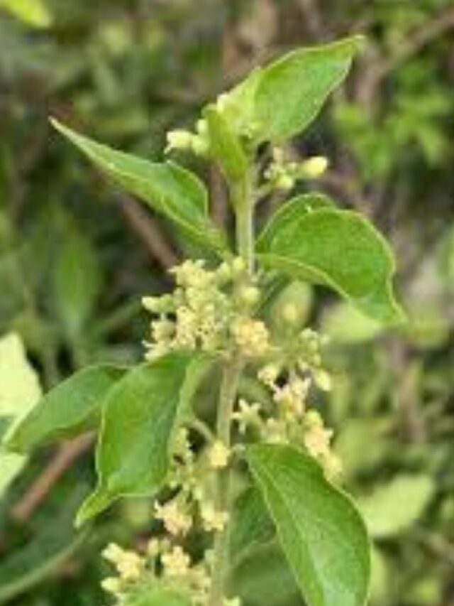 Gymnema: Sua Aliada na Dieta e Saúde!