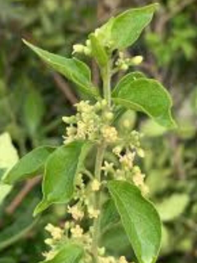 Equilibre sua Glicemia com Gymnema!