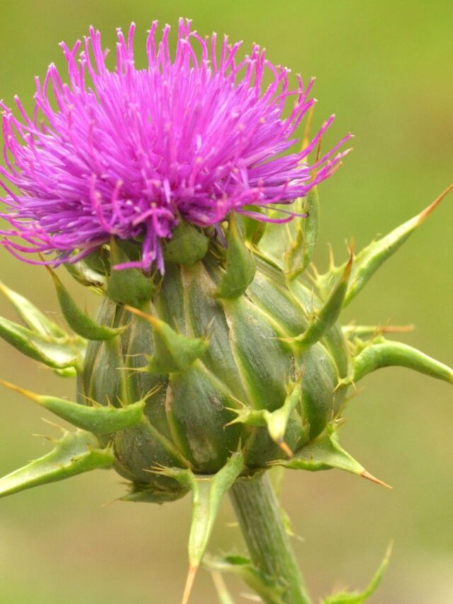 Cardo Mariano: Aliado da Saúde do Coração