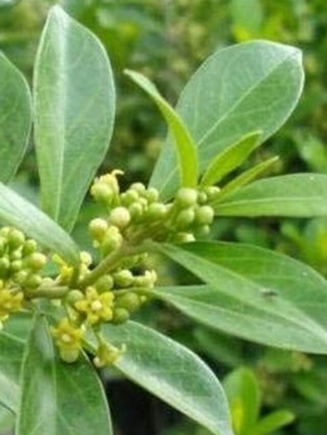 Como usar a Gymnema Sylvestre?