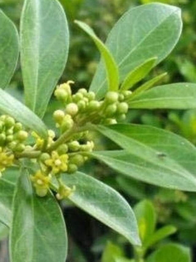 Gymnema: A Planta que Você Precisa Conhecer!