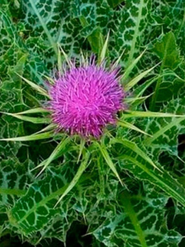 Cardo Mariano x Doenças Hepáticas: Entenda!