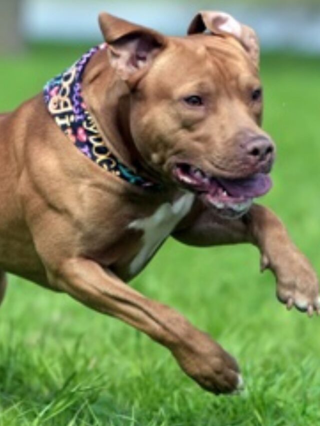 Melhor Ração para Pitbull