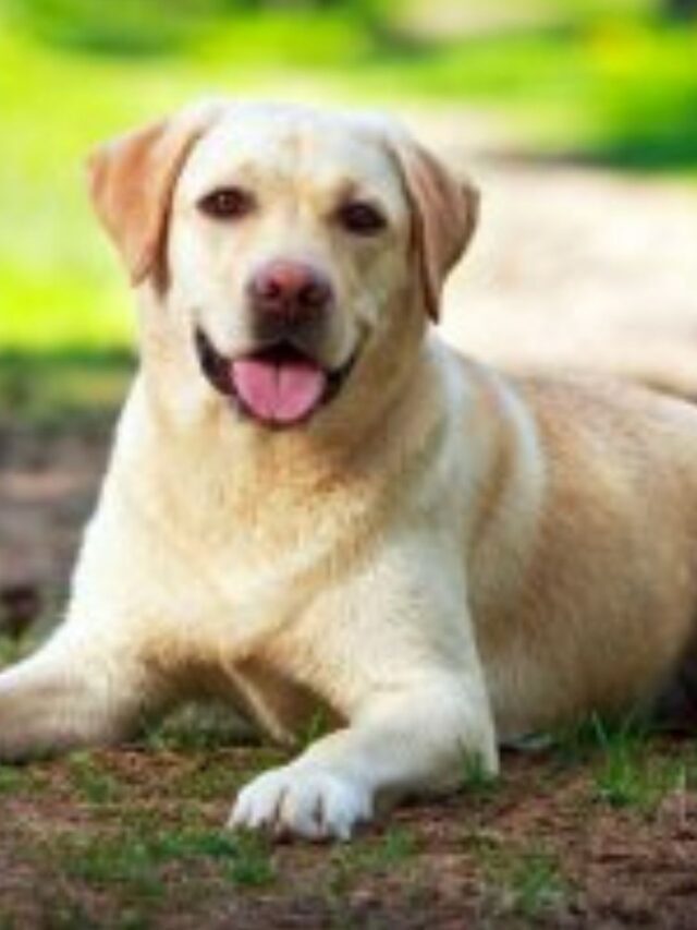 Melhor Ração Labrador