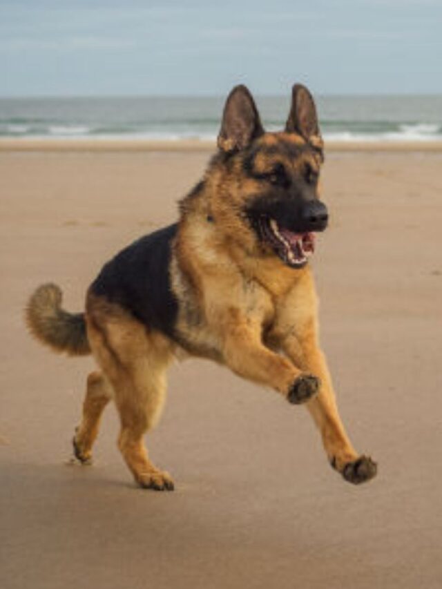 Melhor Ração para Pastor Alemão