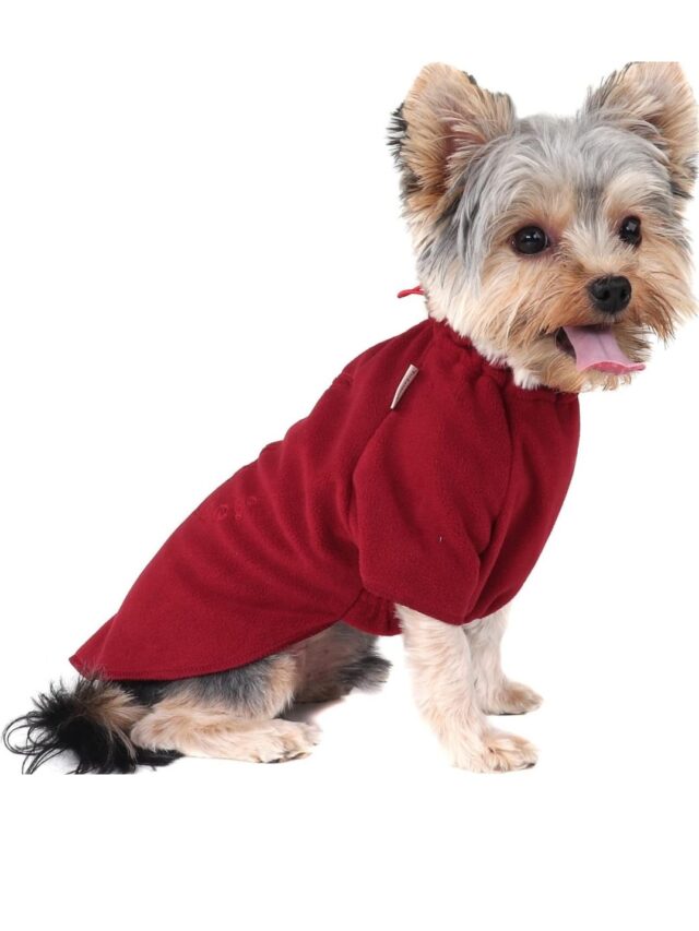 Agasalho para Pet: Descubra a Moda do Momento para Pets