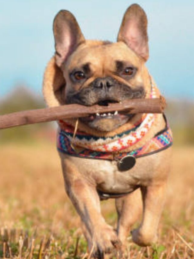 Melhor Ração para Bulldog Francês