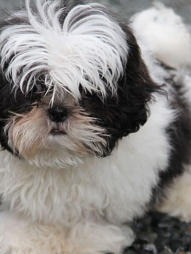 Melhor Ração para Shih Tzu