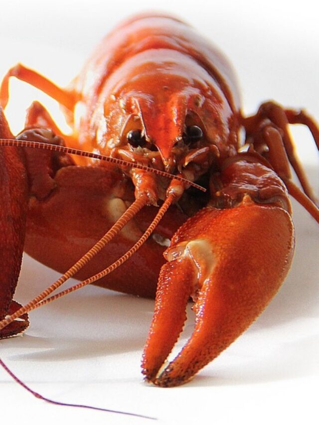 Quitosana emagrece quantos quilos por semana?