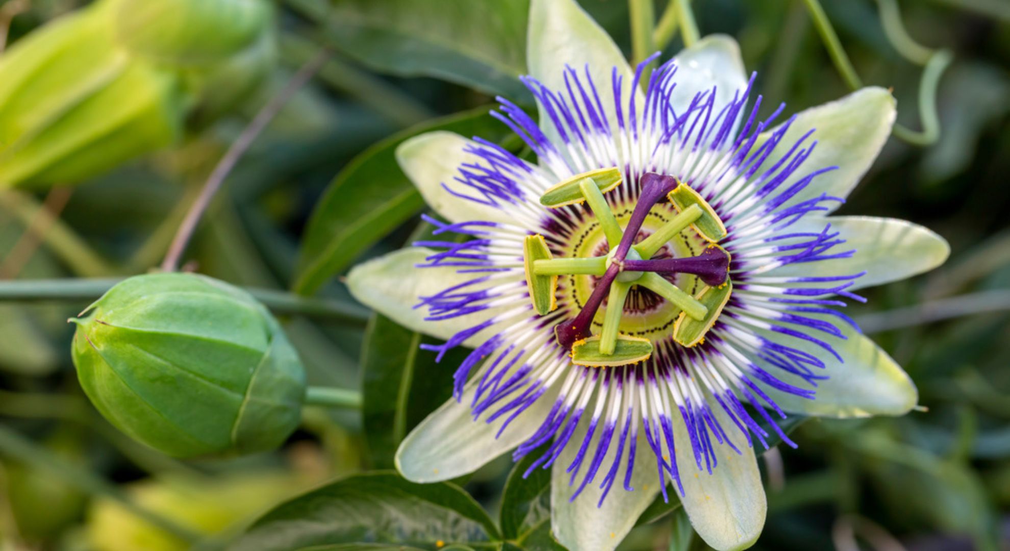 Benefícios da Passiflora