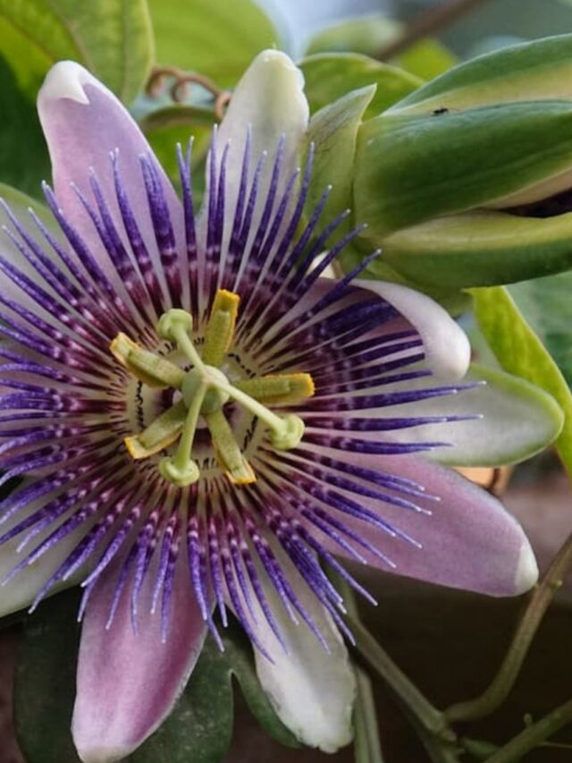 Quais os benefícios de tomar Passiflora?