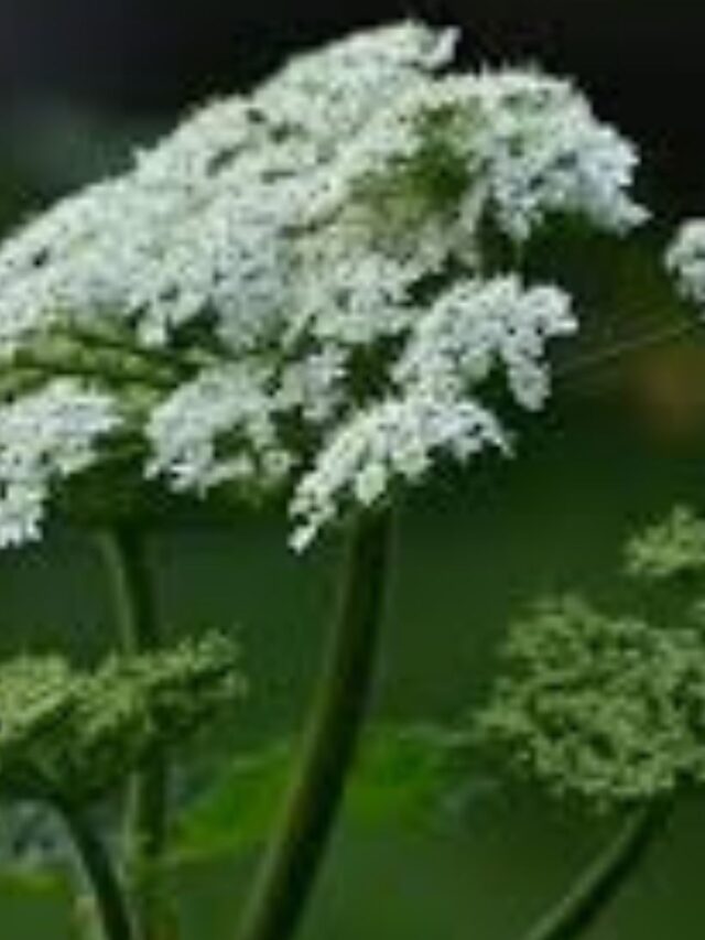 Valeriana, qual a melhor forma de usar?
