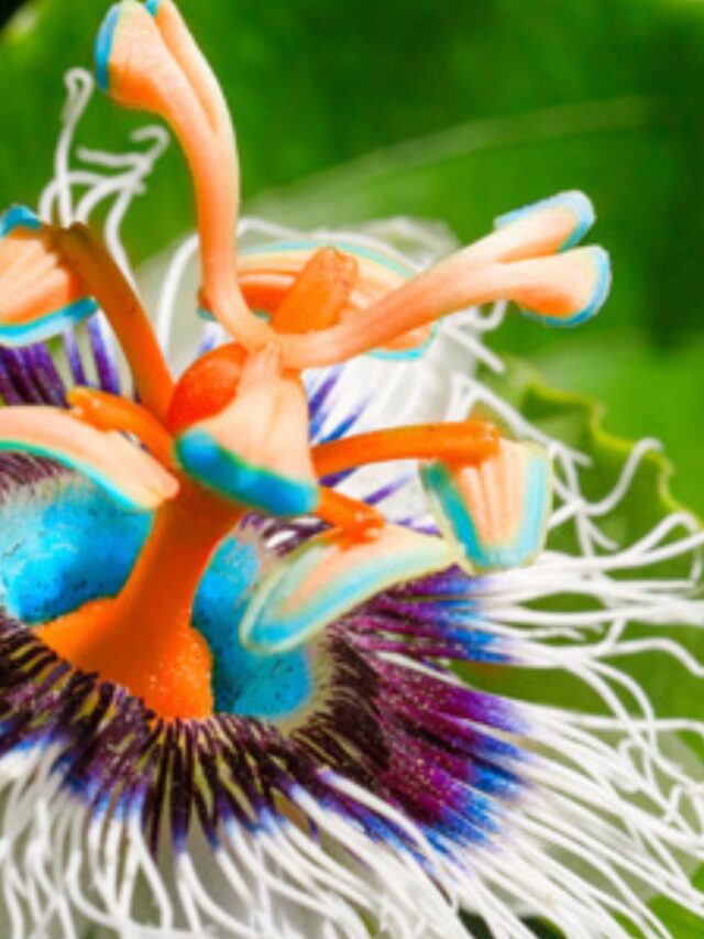 Qual o melhor horário para se tomar Passiflora?