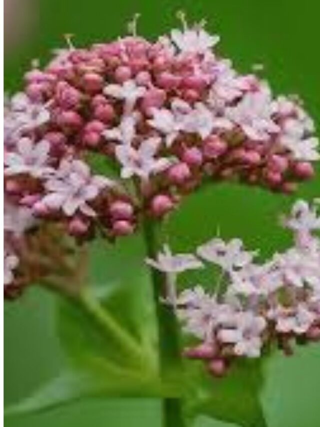 Qual é o melhor horário para tomar Valeriana?