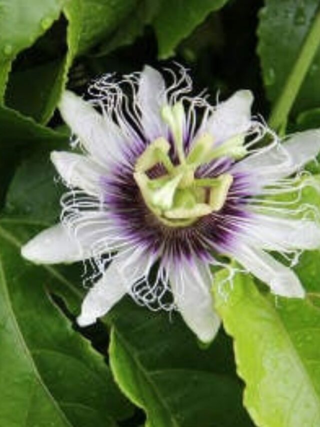 Melhor forma de consumir Passiflora?