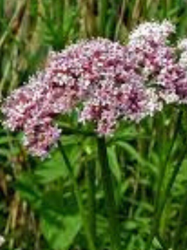 Como tomar Valeriana para ansiedade?