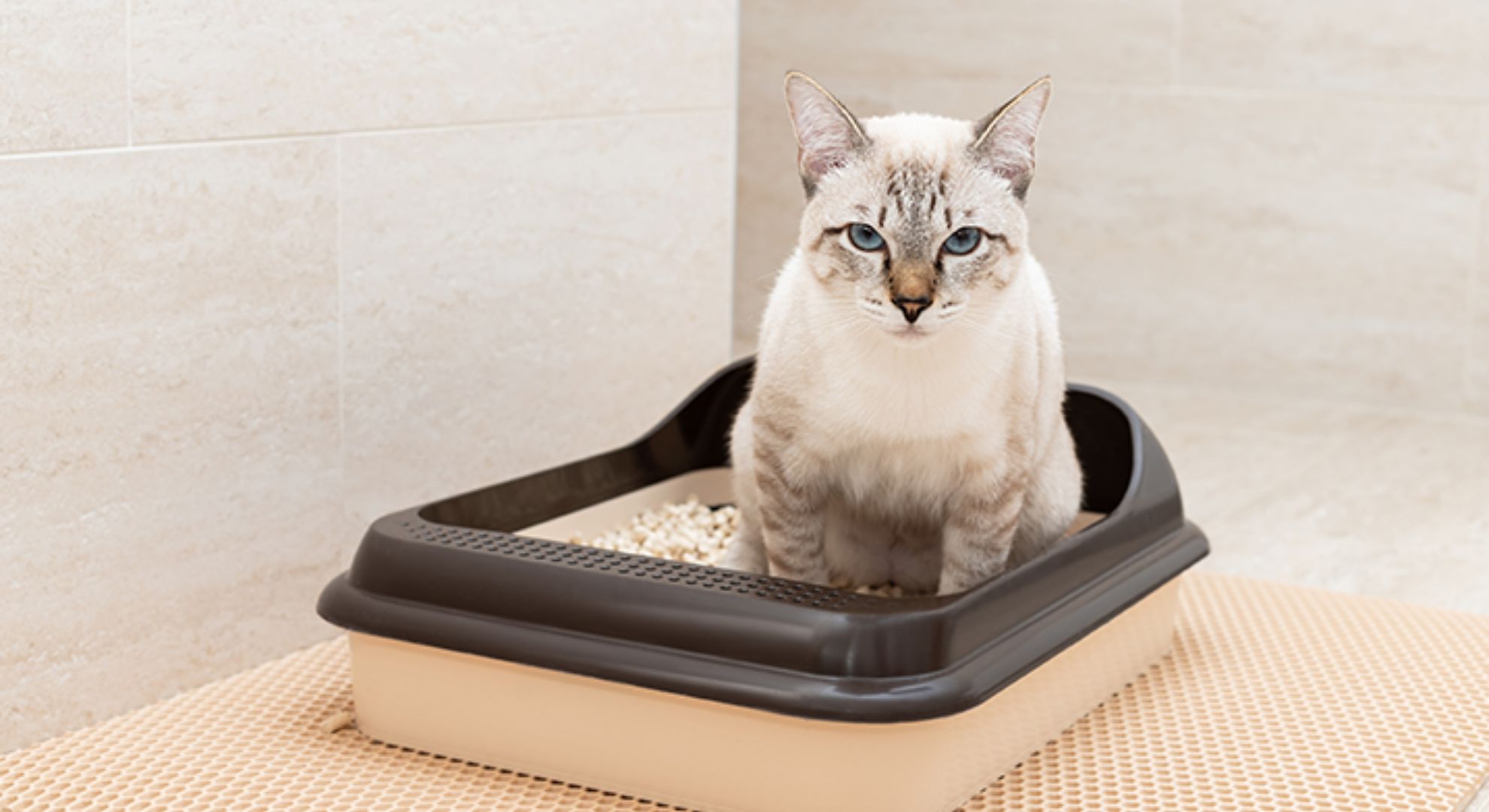 Melhor Areia Sanitária para Gatos: As 6 Melhores Marcas