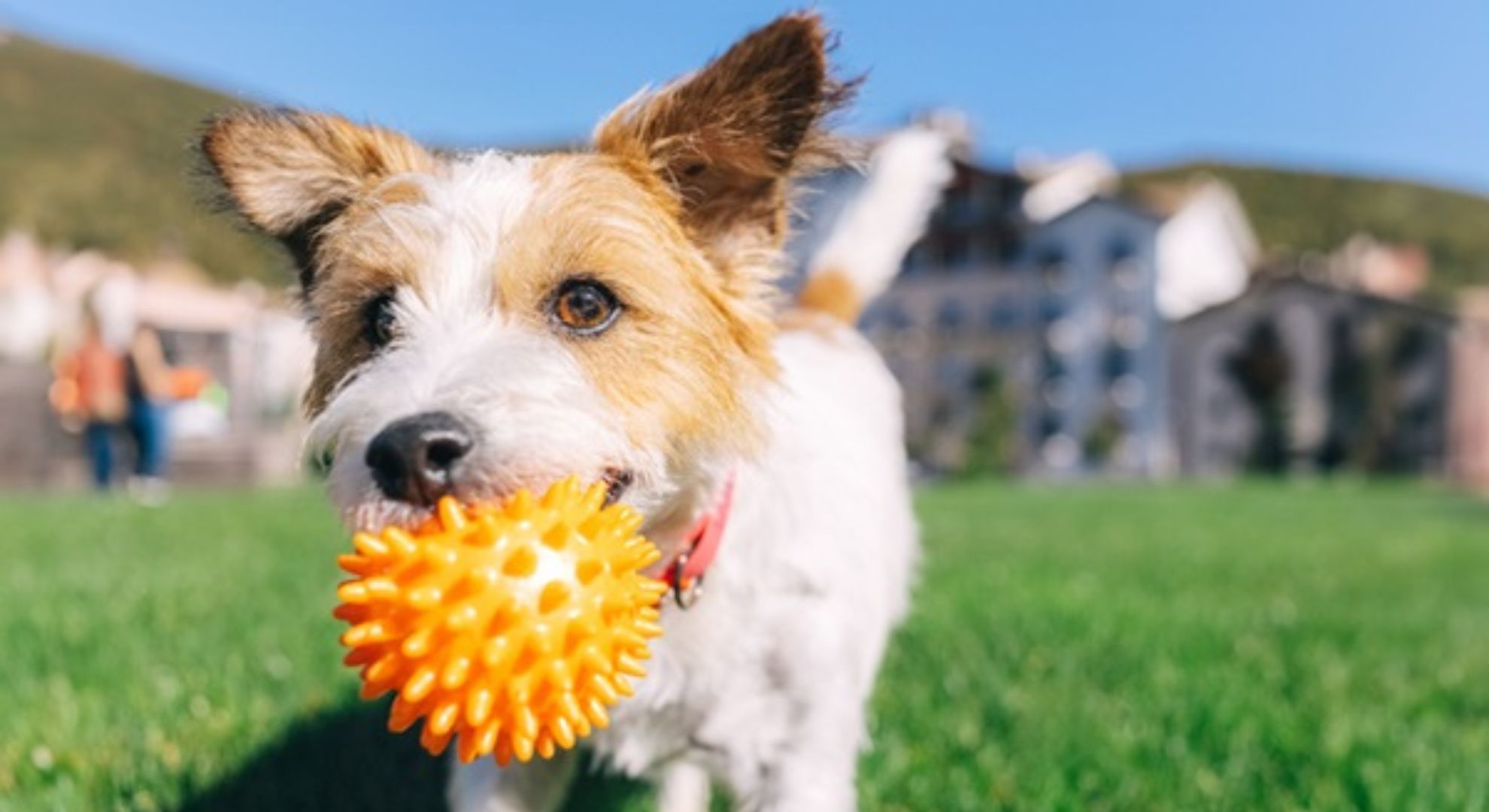 Melhor Brinquedo Para Cães Pequenos: As 6 Melhores do Mercado