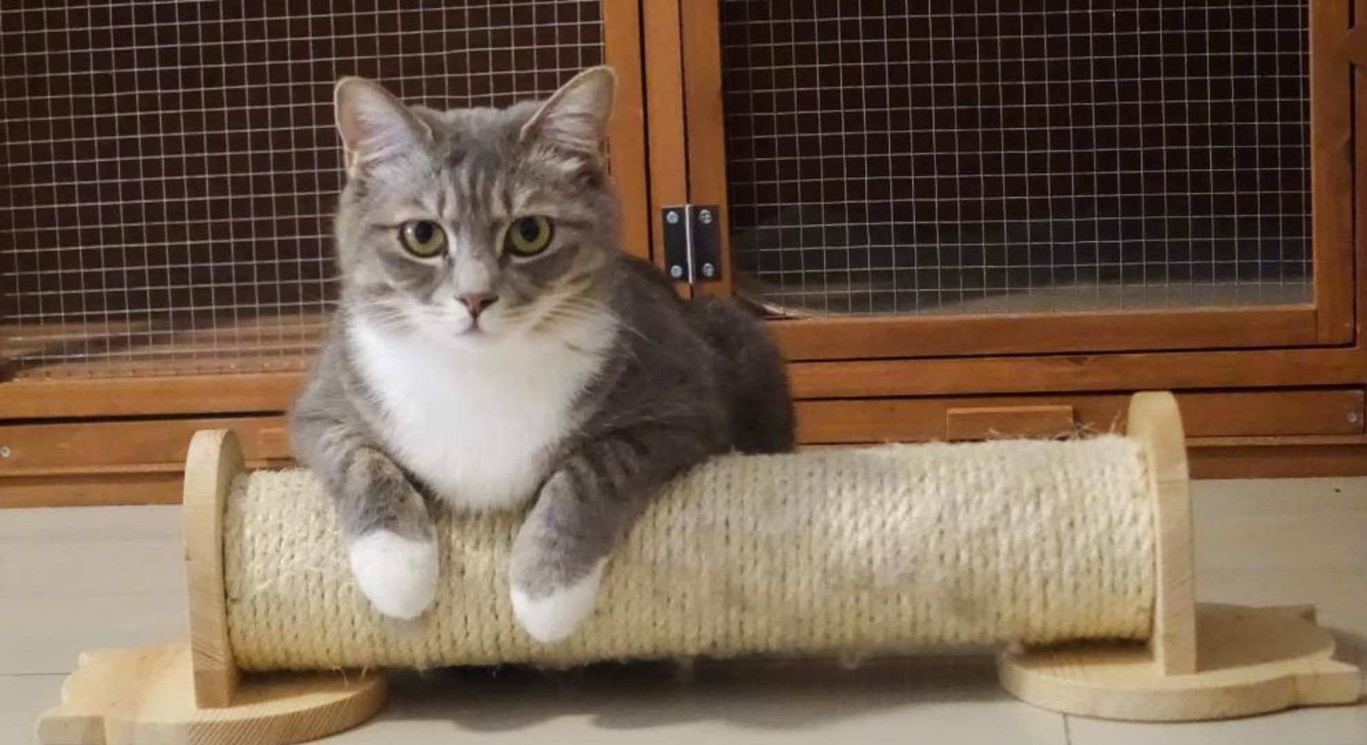 Melhor Brinquedo Para Gato: As 6 Melhores Marcas do Mercado