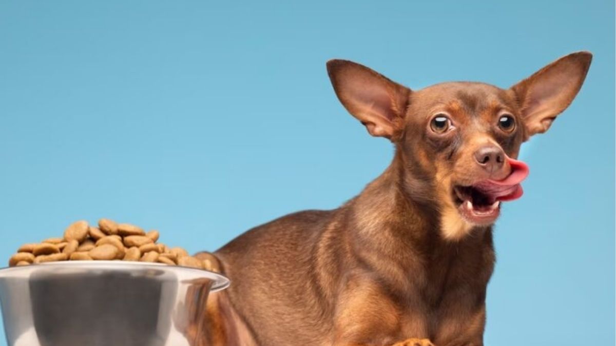 Melhor Ração para Cachorro: As 6 Melhores Marcas do Mercado