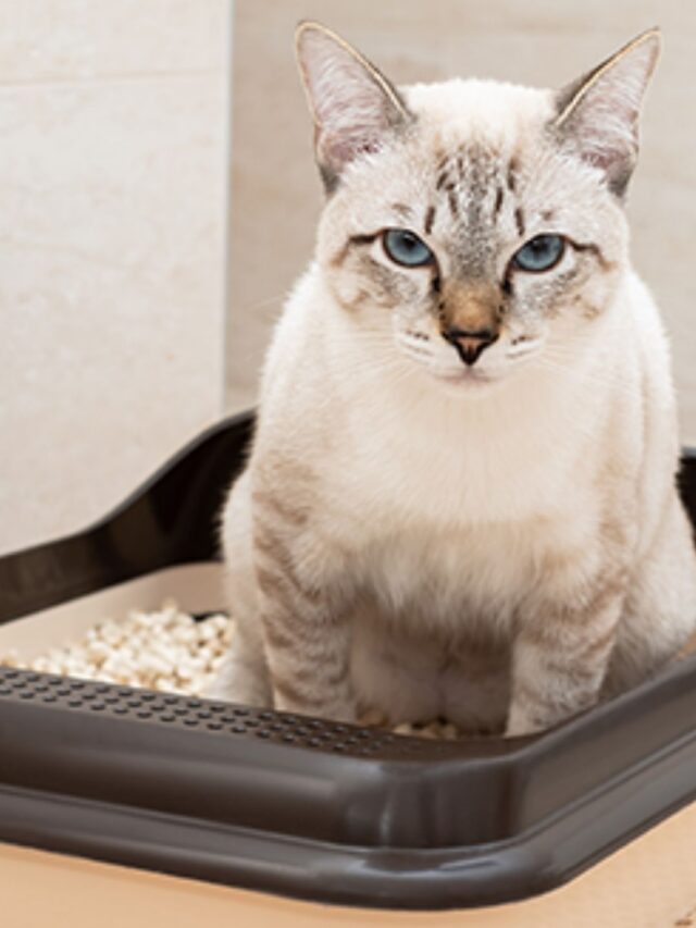 Melhor Areia Sanitária Para Gatos