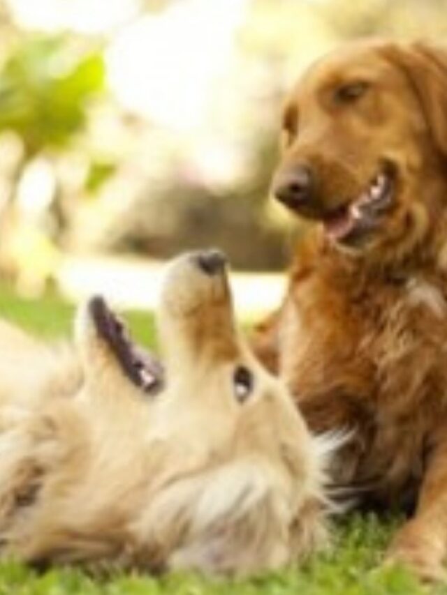 Melhor Remédio para Carrapatos