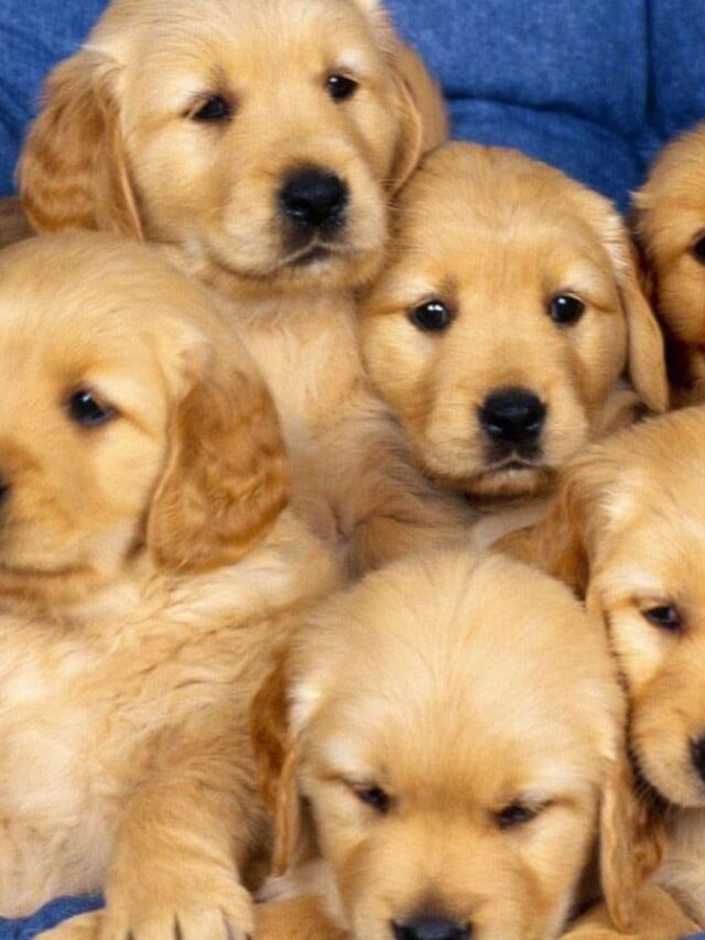 Melhor Ração para Cachorro Filhote