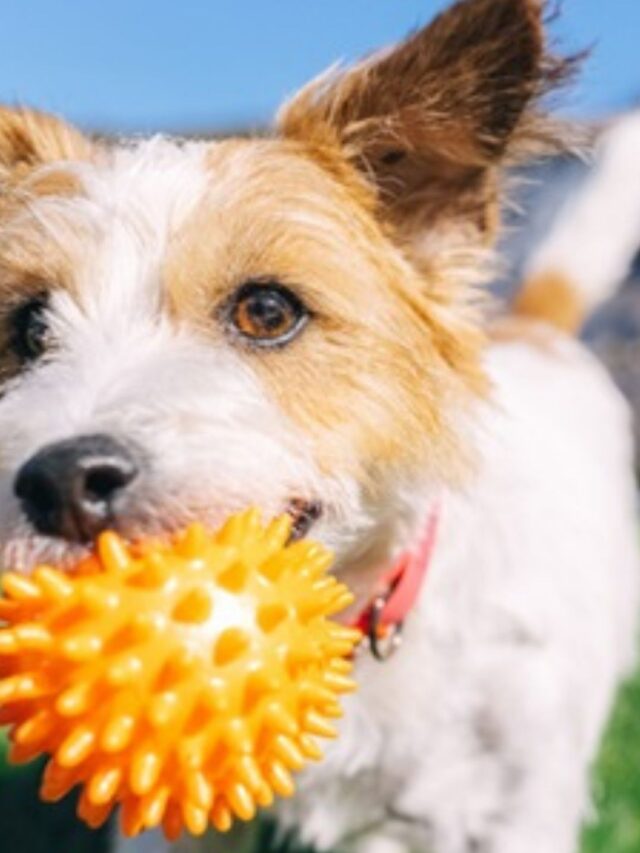 Melhor Brinquedo Para Cães Pequenos