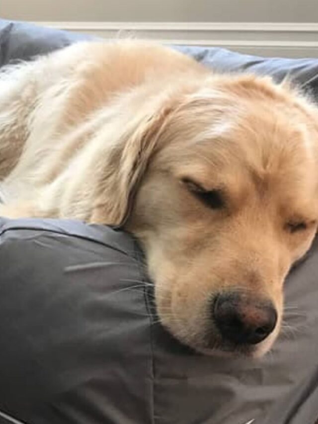 Melhor Cama Para Cachorro