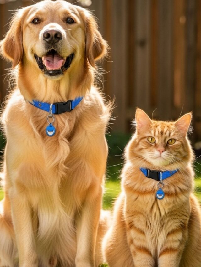 Melhor Coleira Antipulgas