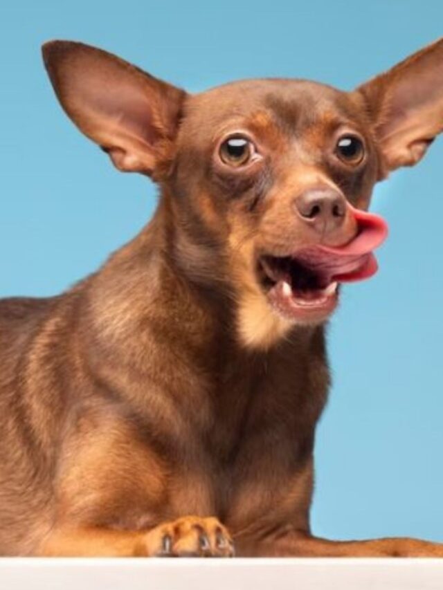 Melhor Ração para Cachorro