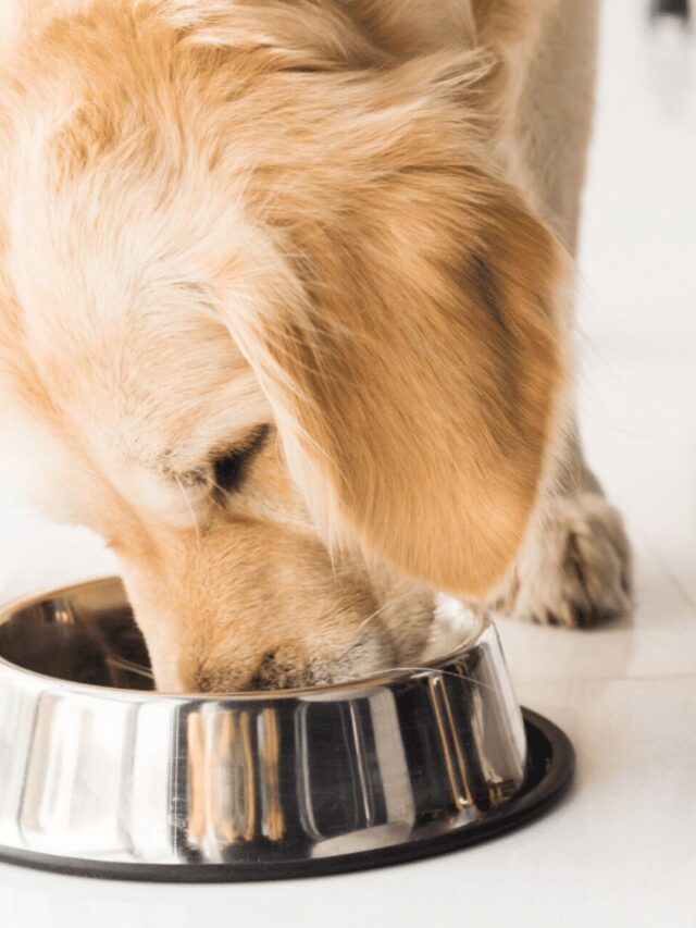 Melhor Ração Para Cão de Grande Porte