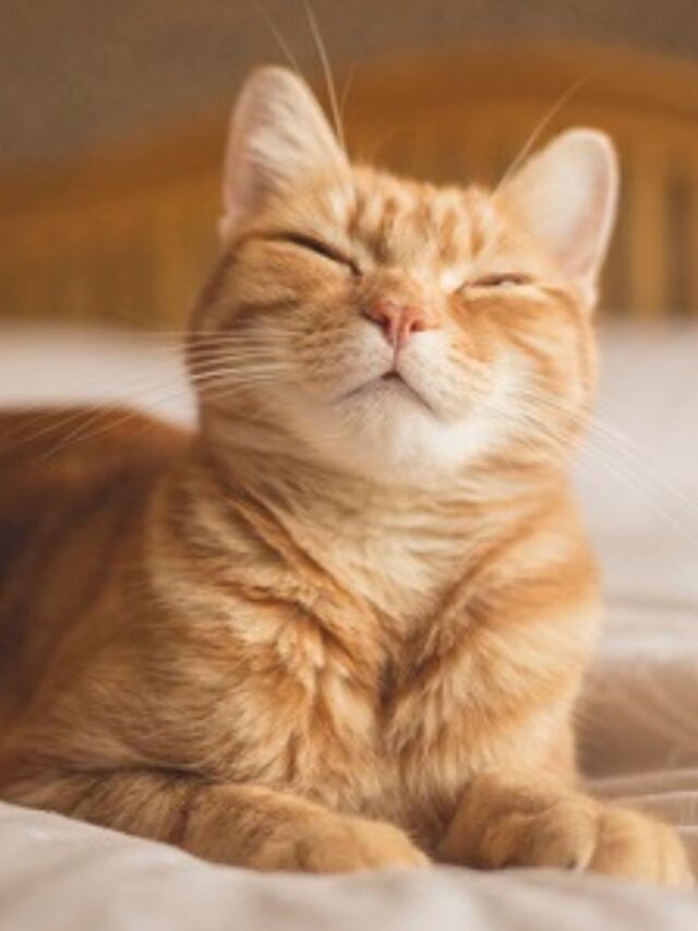 Melhor Antipulgas para Gatos